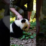 一人で散歩するパンダの赤ちゃん　Baby panda walking alone　 #パンダ #panda #aiパンダ