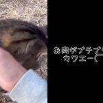 【ソロキャンプ】2025今年初めてのキャンプは南阿蘇のSTAY HAPPY へ！！猫ちゃん可愛すぎる♡🐱いい年になるよぉ！！