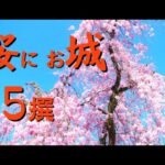 2025　城に桜　#姫路城　＃女一人旅　♯桜満開