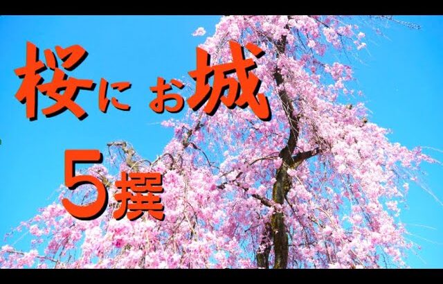 2025　城に桜　#姫路城　＃女一人旅　♯桜満開